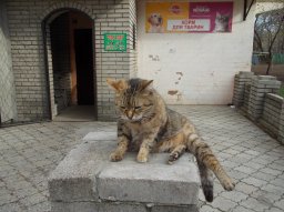 В Константиновку ворвались весна, тепло и кошачий джаз