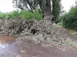 Кто должен убирать срезанные ветви в Константиновке