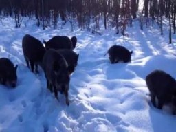 В Константиновском районе обнаружены трупы диких кабанов, скончавшихся от АЧС