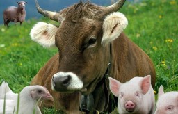 Продавать собственную продукцию животноводства можно без уплаты налогов, но есть исключения.