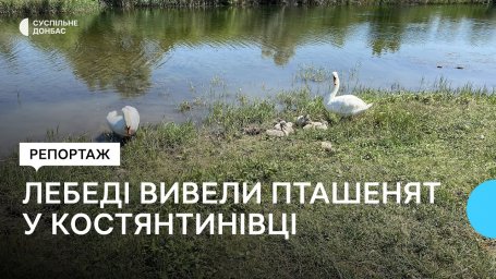Лебеди вывели шесть птенцов на водоеме в Константиновке Донецкой области