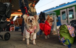 В Польше изменили правила ввоза домашних животных для украинцев

