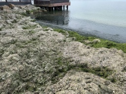 
        Пляжи в Бердянске «оккупировали» зловонные водоросли